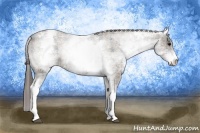 Horse Color:Plaid White Spotted Black Appaloosa