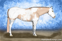 Horse Color:Gold Champagne Splash Appaloosa 