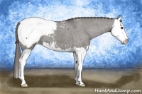 Horse Color:Grullo Splash Snowcap 