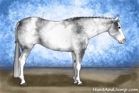 Horse Color:White Spotted Black Splash Appaloosa 