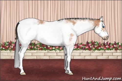 Horse Color: White Spotted Bay Roan Splash Frame 