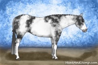 Horse Color:White Spotted Black Splash Frame Appaloosa 