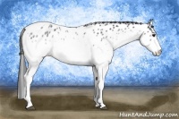 Horse Color:White Spotted Black Tobiano Near Leopard Rabicano 