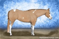 Horse Color:Red Roan Splash Tobiano Appaloosa 