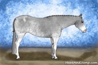 Horse Color:White Spotted Black Snowcap Rabicano