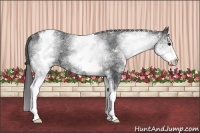 Horse Color:White Spotted Black Appaloosa 