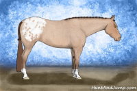 Horse Color:Amber Champagne Roan Appaloosa 