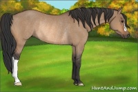 Horse Color:Bay Dun Rabicano 