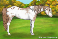 Horse Color:Chestnut Sabino Frame Appaloosa 