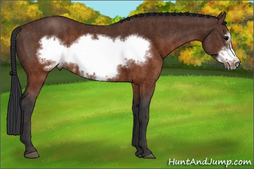 Horse Color: Brown Frame  Brindle