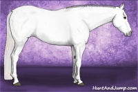 Horse Color:Gray Nacre Silver Buckskin Roan Splash Appaloosa 