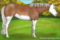 Horse Color:Silver Bay Sabino Splash 