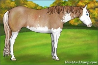 Horse Color:Chestnut Sabino Splash Rabicano 