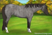 Horse Color:Liver Red Roan