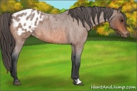 Horse Color:Bay Roan Appaloosa