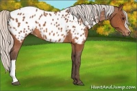 Horse Color:Silver Bay Appaloosa
