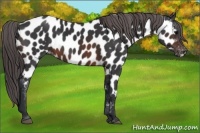 Horse Color:Brown Near Leopard Rabicano 