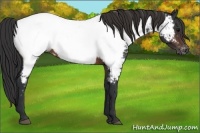 Horse Color:Brown Appaloosa 