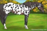Horse Color:Brown Near Leopard 