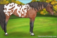 Horse Color:Brown Appaloosa Rabicano 