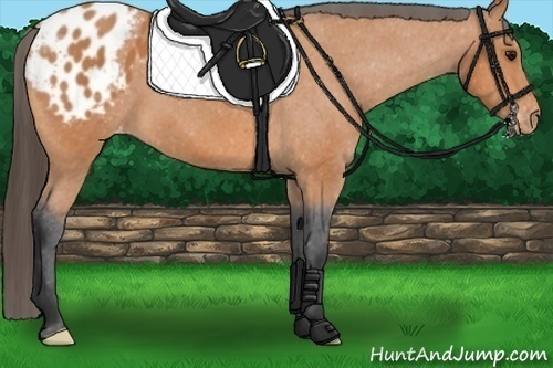 Horse Color:Bay Appaloosa 