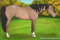 Horse Color:Sable Champagne 