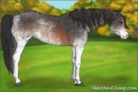 Horse Color:White Spotted Brown Rabicano 