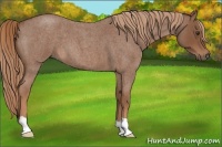 Horse Color:Red Roan 