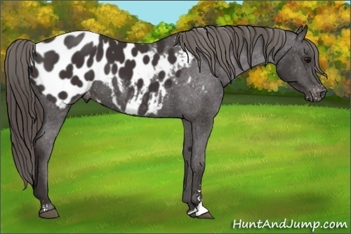Horse Color: Smoky Black Sabino Blanket 