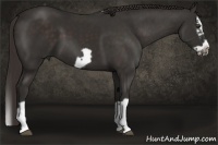 Horse Color:Liver Chestnut Splash Frame
