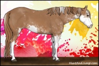 Horse Color:Chestnut Sabino 