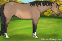 Horse Color:Bay Dun