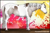 Horse Color:Gray Chestnut Splash Tobiano 
