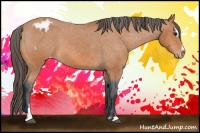 Horse Color:Bay Sabino Appaloosa 