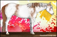 Horse Color:White Spotted Chestnut Sabino 