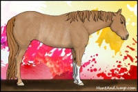 Horse Color:Chestnut Rabicano 
