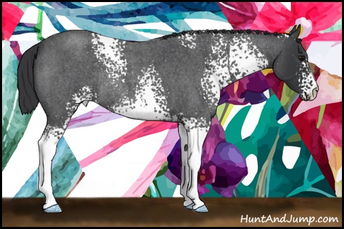 Horse Color: White Spotted Blue Roan Rabicano 