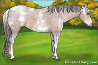 Horse Color:White Spotted Bay Ice Tobiano Appaloosa 