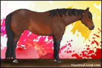 Horse Color:Bay Sabino 