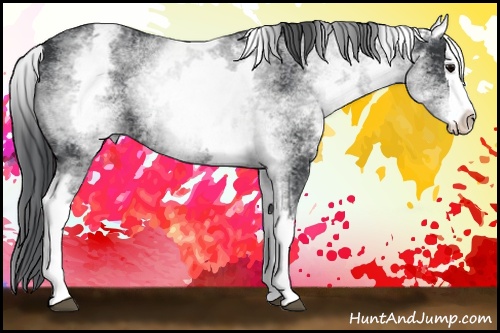 Horse Color: White Spotted Black Splash 