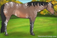 Horse Color:Bay Ice Rabicano 