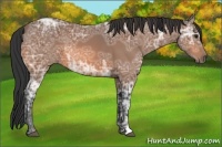 Horse Color:Bay Ice 