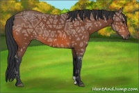 Horse Color:Bay Ice 