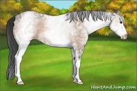 Horse Color:White Spotted Bay Ice Dun 
