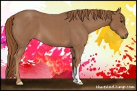 Horse Color:Red Roan 
