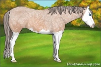 Horse Color:Bay Ice Splash Appaloosa 
