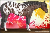 Horse Color:Brown Appaloosa 