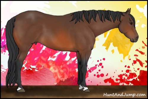 Horse Color: Bay 