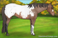 Horse Color:Bay Appaloosa
