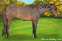 Horse Color:Buckskin Appaloosa